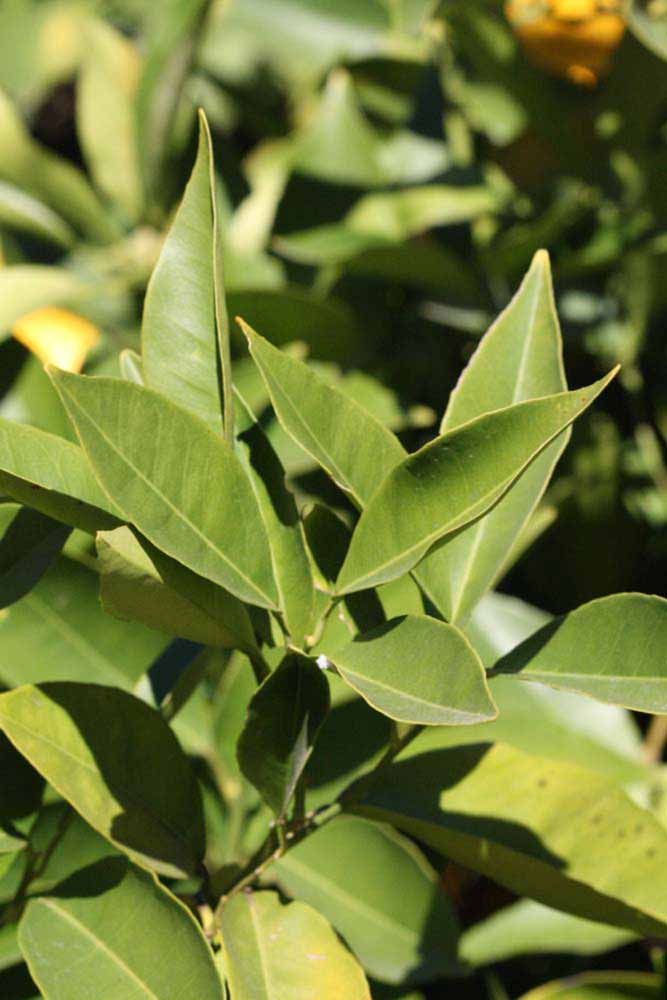            Sun leaves (Riverside, CA)   